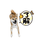 柴犬のルルちゃん（個別スタンプ：1）