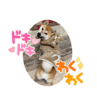 柴犬のルルちゃん（個別スタンプ：8）