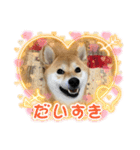 柴犬のルルちゃん（個別スタンプ：14）