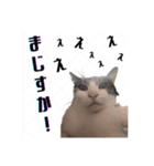 よきにはからう猫（個別スタンプ：2）