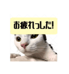 よきにはからう猫（個別スタンプ：3）