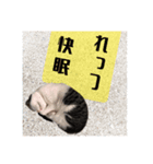 よきにはからう猫（個別スタンプ：4）