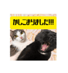 よきにはからう猫（個別スタンプ：5）