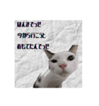 よきにはからう猫（個別スタンプ：7）