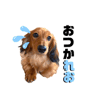 れお☆カニンヘンダックス（個別スタンプ：19）