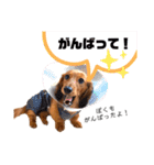 れお☆カニンヘンダックス（個別スタンプ：28）