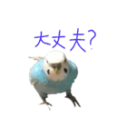 セキセイインコ（青）のスタンプ 2（個別スタンプ：10）