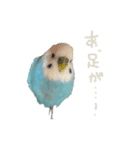 セキセイインコ（青）のスタンプ 2（個別スタンプ：11）