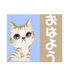 毎日ネコさん挨拶便利気軽に使えるスタンプ（個別スタンプ：1）