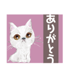 毎日ネコさん挨拶便利気軽に使えるスタンプ（個別スタンプ：5）