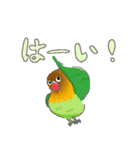 帰り際に使えるインコと仲間たち（個別スタンプ：23）