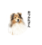 シェルティ 犬のスタンプ（個別スタンプ：1）