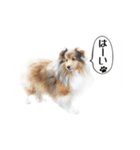 シェルティ 犬のスタンプ（個別スタンプ：16）