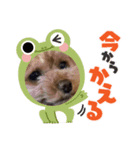 モーさんじゃないよ！モコりんだよ！（個別スタンプ：8）