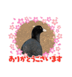 日本野鳥スタンプ（個別スタンプ：6）