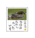 日本野鳥スタンプ（個別スタンプ：16）