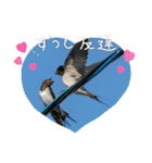 日本野鳥スタンプ（個別スタンプ：27）