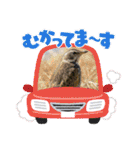日本野鳥スタンプ（個別スタンプ：37）
