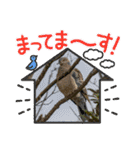 日本野鳥スタンプ（個別スタンプ：38）