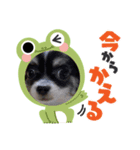 Bokuwa Ushidesu！！（個別スタンプ：4）