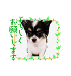 Bokuwa Ushidesu！！（個別スタンプ：5）