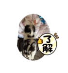 Bokuwa Ushidesu！！（個別スタンプ：6）
