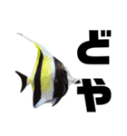 大阪弁をしゃべる海水魚のスタンプ 第一弾（個別スタンプ：6）