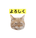 ぶんぶん(♂)スタンプ2（個別スタンプ：5）