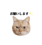 ぶんぶん(♂)スタンプ2（個別スタンプ：11）