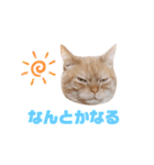 ぶんぶん(♂)スタンプ2（個別スタンプ：14）