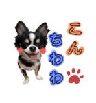 チワワのコメくん（個別スタンプ：2）