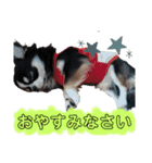 チワワのコメくん（個別スタンプ：3）
