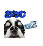 チワワのコメくん（個別スタンプ：4）
