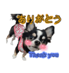 チワワのコメくん（個別スタンプ：5）