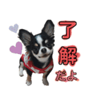 チワワのコメくん（個別スタンプ：7）