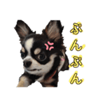 チワワのコメくん（個別スタンプ：14）