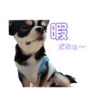 チワワのコメくん（個別スタンプ：15）