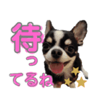 チワワのコメくん（個別スタンプ：16）