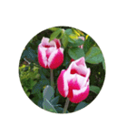 チューリップ草花植物生物自然菜の花ツツジ（個別スタンプ：1）