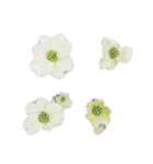 チューリップ草花植物生物自然菜の花ツツジ（個別スタンプ：3）