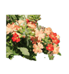 チューリップ草花植物生物自然菜の花ツツジ（個別スタンプ：8）