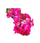 チューリップ草花植物生物自然菜の花ツツジ（個別スタンプ：9）