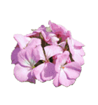 チューリップ草花植物生物自然菜の花ツツジ（個別スタンプ：10）