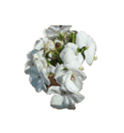 チューリップ草花植物生物自然菜の花ツツジ（個別スタンプ：11）