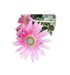 チューリップ草花植物生物自然菜の花ツツジ（個別スタンプ：12）