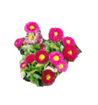 チューリップ草花植物生物自然菜の花ツツジ（個別スタンプ：13）