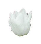 チューリップ草花植物生物自然菜の花ツツジ（個別スタンプ：15）