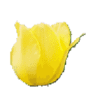 チューリップ草花植物生物自然菜の花ツツジ（個別スタンプ：16）
