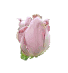 チューリップ草花植物生物自然菜の花ツツジ（個別スタンプ：17）