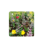 チューリップ草花植物生物自然菜の花ツツジ（個別スタンプ：18）